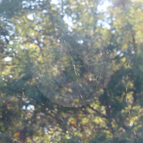 Against a background of green trees a gorgeous spider web, with tiny spider in the center, is suspended.  It's almost a perfect circle. 