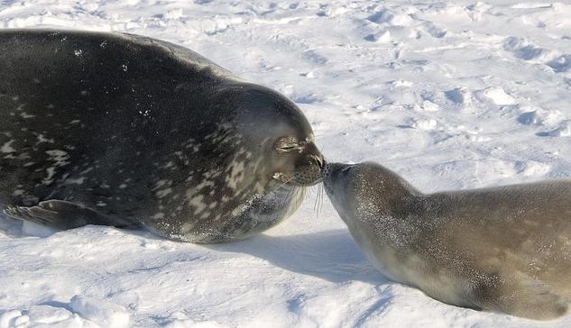 Photo of Weddell seals