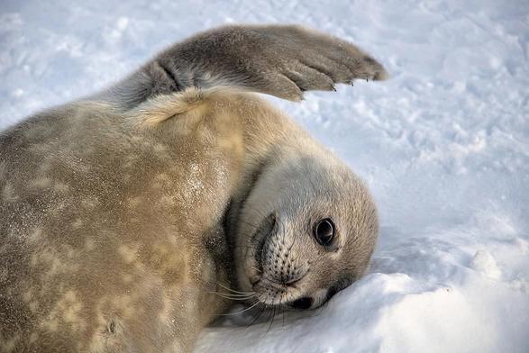 Photo of Weddell seal