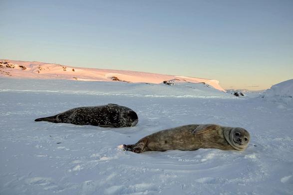 Photo of Weddell seals