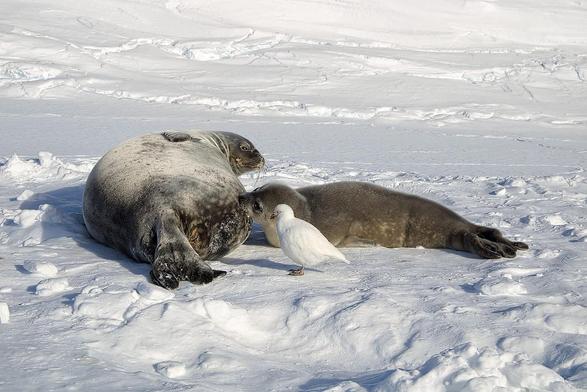 Photo of Weddell seals