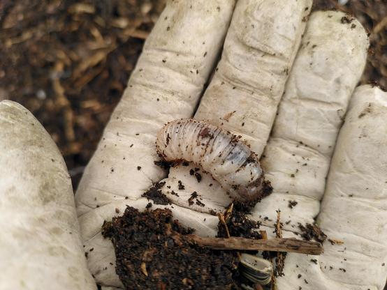 Foto de un guante de cuero blanco. Sobre él un poco de compost y una oruga blanca bastante gorda. De unos 3 cm de largo y uno de ancho.