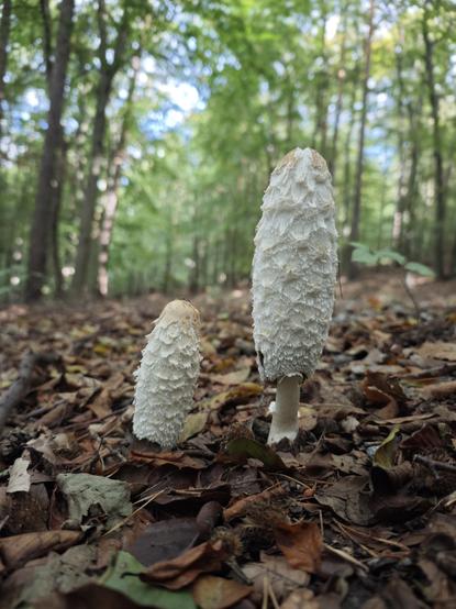 Two white pillar-shaped mushrooms on the forest floor, with some trees in the background.