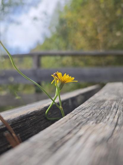 A small yellow flower grows between the wooden planks of a seat, with a wooden railing and trees in the background.