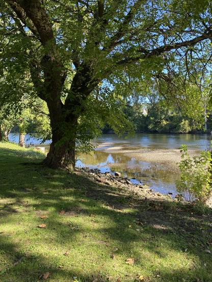 A large mulberry tree overhangs the shore on the riverbank. The riverbed has an area of the bed exposed by the receding of a near flood three weeks ago.