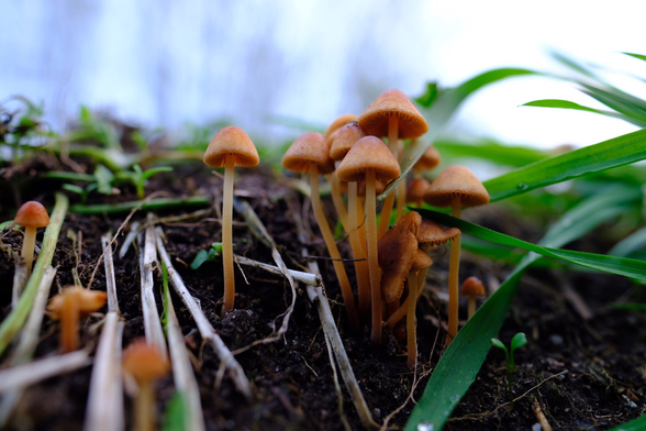 A family group of small brown mushrooms 