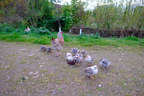 Ten chicks & a mother hen eating elderberries 