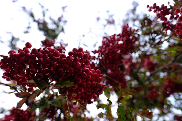 Red rowan berries 