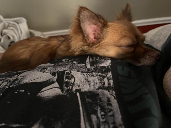 A brown chihuahua mix conked out on my Smiths shirt as I lay in bed