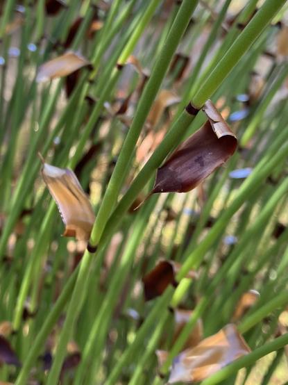 Horsetail restio showing its round green stems with brown leaf-like bracts opening away from various “joints” up each reed.