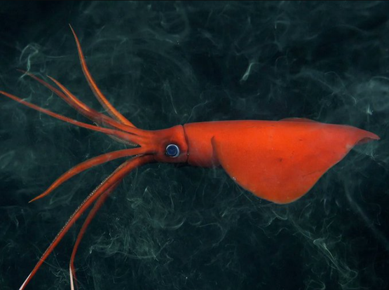 To give you a brief glimpse of the unusual life biologists have found so far below the ocean’s surface, we collected ten of our favorite deep-sea creatures