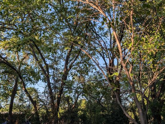 Trees in the foreground with the bottom halves unilluminated and the top halves still in the sunlight. The background is a deep blue sky with no clouds.