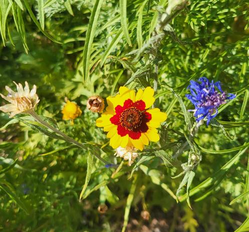 Wildflowers 