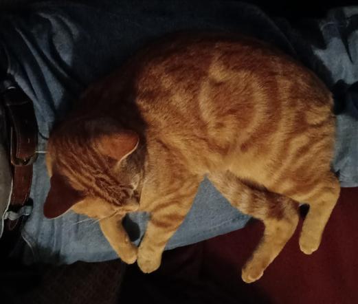 Orange tabby in my lap