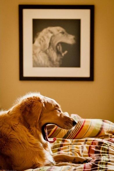 Photography. A color photo of a large beige dog yawning on a plaid bedspread. The dog is yawning in the foreground, but in the background there is a black and white photo hanging on the wall of the exact same dog yawning in the foreground. Very original and a very popular photo on the internet that is often stolen and shared without attribution.
Info: Jill Maguire about her Photo:
