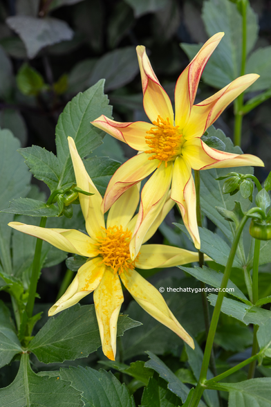 Yellow windmill dahlias