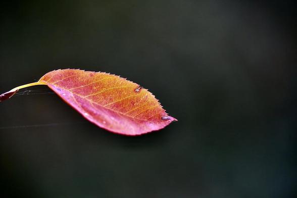 Photo of a single autumn leafe in typical autumn colours.
Red and yellows