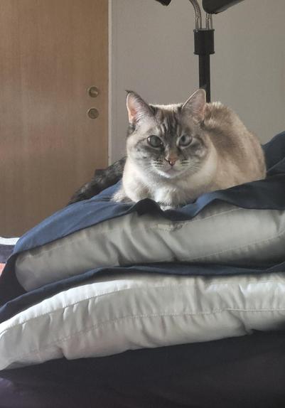 Lulu the cat sitting atop a stack of pillows. 