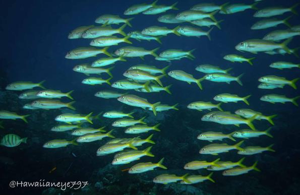 A school of light-colored fish, each as long as your forearm and marked with a yellow down their sides and a yellow tail.