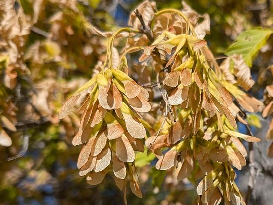 A cluster of propeller-shaped seeds at the end of a Box Elder tree branch. The bright orange yellow seeds are glowing in the autumn sunshine.