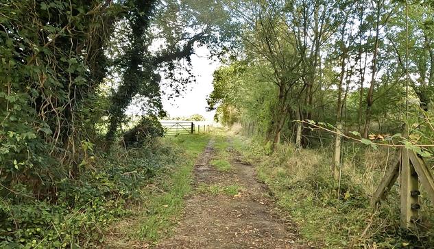 Die-straight concrete farm track with a fence separating it from the A3 to the right and a fence , after a section of woods, separating it from a field (which had Herefords in it). 