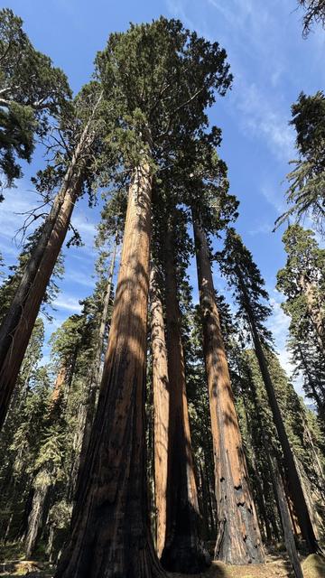 Towering Giant Sequoia trees against a blue sky. 