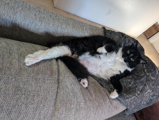 A large long-haired black and white cat reclines on the shoulder of the cushions on a gray couch.