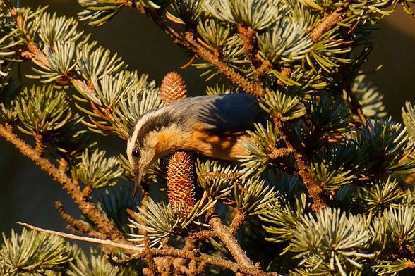 A Red-breasted Nuthatch poking out of an Atlas Cedar.