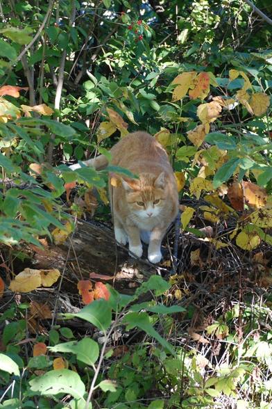 An orange and white cat stands on a rotted log in dappled shade.  The cat is framed by orange and yellow leaves of poison ivy.  