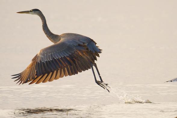 A Blue Heron taking off from wide waterbody at dawn.