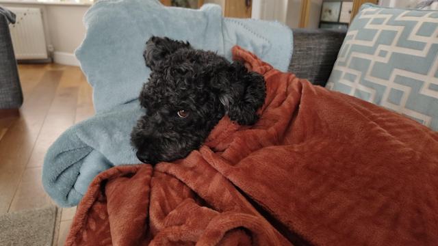 Curly haired black dog lying on a sofa under an orange fleece blanket with just his cute little head sticking out, giving me the side eye.