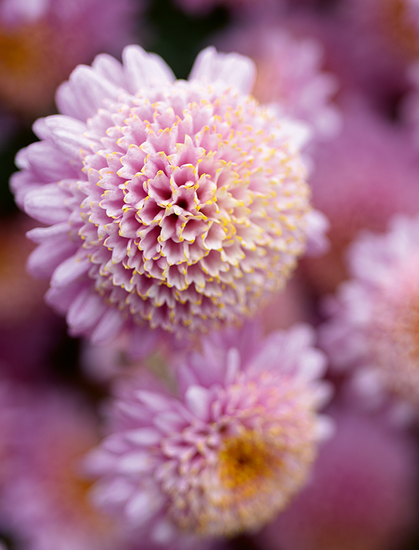 Pink chrysanthemum flowers