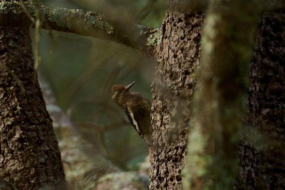 A juvenile Yellow-bellied Sapsucker on the trunk of an Atlas Cedar, among 