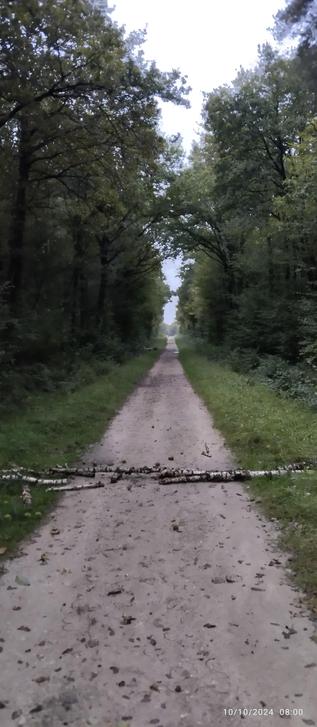 Un petit bouleau est tombé au milieu d'un chemin forestier. 