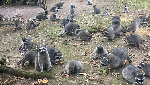 Un centenar d'ossos rentadors es van presentar davant la casa d'una dona que n'havia estat alimentant una família durant dècades, a Poulsbo, Washington (Kitsap County Sheriff's Office)