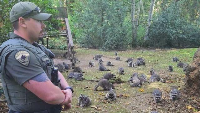 Un centenar d'ossos rentadors es van presentar davant la casa d'una dona que n'havia estat alimentant una família durant dècades, a Poulsbo, Washington (Kitsap County Sheriff's Office)