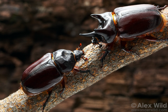 Photograph of two robust, very shiny brown beetles standing on a branch in the leaf litter, dark and slightly backlit. The beetle on the right has three forward-pointing horns like a Triceratops. 