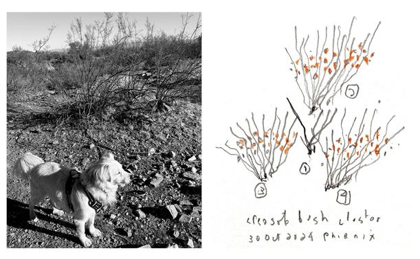 Left panel, a medium-sized rescue dog standing near a creosote bush (Larrea tridentata) in the desert, right panel, a pencil drawing of the creosote bush cluster. 