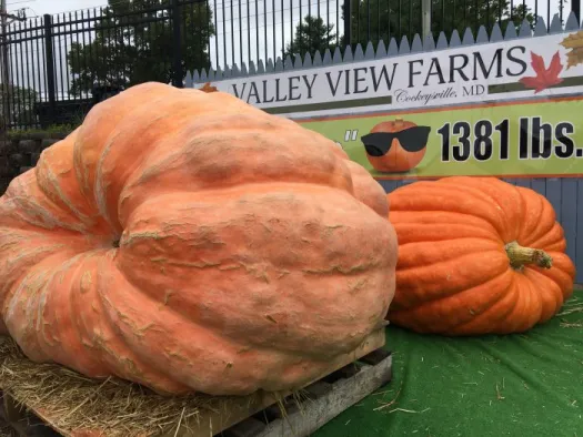 Photo of a couple champion-sized pumpkins. The biggest one, in the foreground, is noticeably flattened under its own weight. It kinda looks like a pumpkin shaped blimp that's about 1/4 deflated.