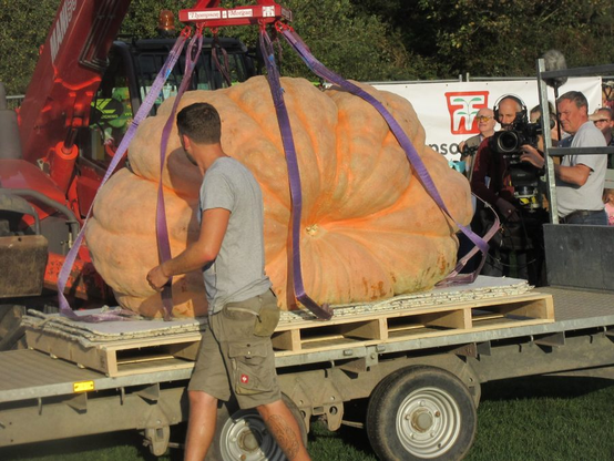 Photo of a giant pumpkin on a pallet, being picked up from (or put onto) a truck by a small crane. Looks like a lifting arm attachment on a tractor.