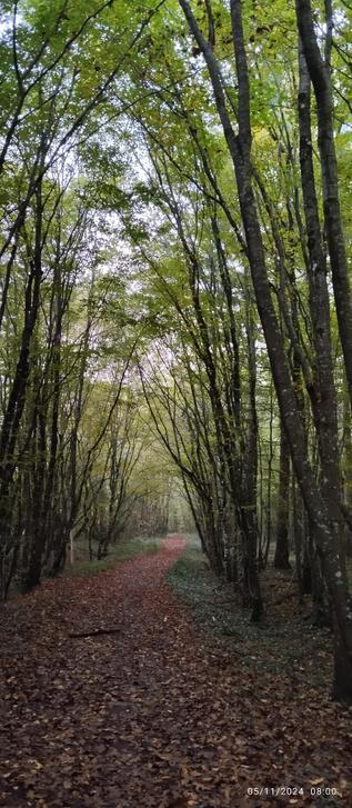 Sentier forestier 