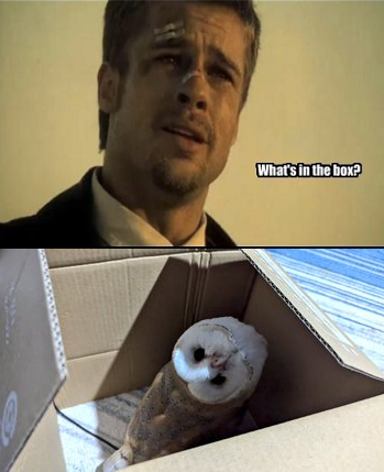 Se7en meme</p><p>top image: What's in the box?</p><p>bottom image: a barn owl in a box, it head tilted so it looks upside down to its body