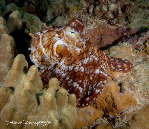 An octopus momentarily colored a mottled orange-red and white next to a stand of smooth coral, left, on a rocky reef.