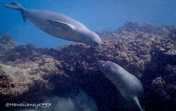 A monk seal resting in a crevice on a reef is greeted by another. They are smooth and gray with short snouts and flattened front and rear fins.