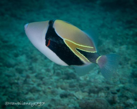 An oblong fish marked with a black mask, golden back, white face and pale blue lips. This is the Hawaii state fish.