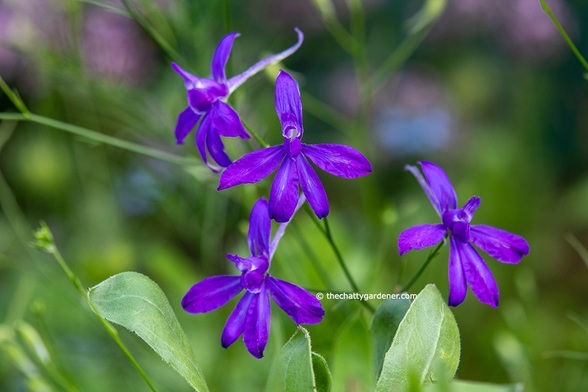 Purple flowers on Consolida regalis 'Blue Cloud'.