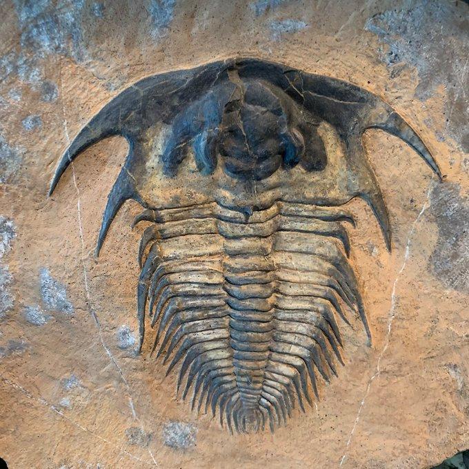 This 5-in-(12.7-cm-) Lochmanolenelluss represents one of the earliest trilobites