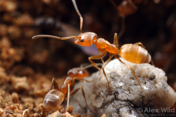 Photo of an alert, slightly fuzzy orange ant standing on a white pebble that appears under magnification as a boulder. The ant is translucent, appearing to glow slightly, and several other ants are out of focus in the background.