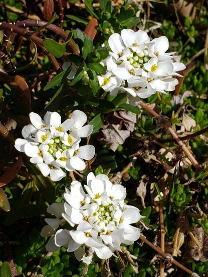 3 clusters of small white flower blossoms  growing close to the ground