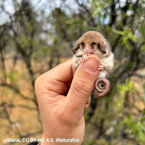 Behold the western pygmy possum! This dainty marsupial typically weighs ~0.5 oz (14 g)—that's about as much as a AA battery